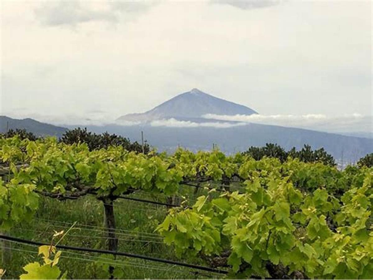 Finca Rural House Tenerife Relax And Enjoy ซานตา เออร์ซูลา ภายนอก รูปภาพ