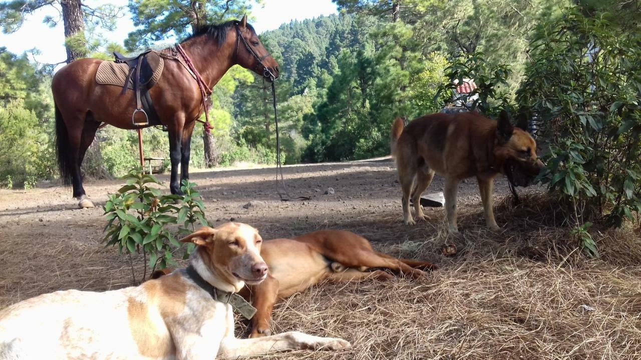 Finca Rural House Tenerife Relax And Enjoy ซานตา เออร์ซูลา ภายนอก รูปภาพ